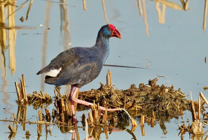 Rallen, Meerkoeten, Ganzen (Gruiformes)