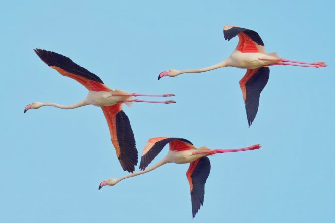 Flamingoachtigen (Phoenicopteriformes)