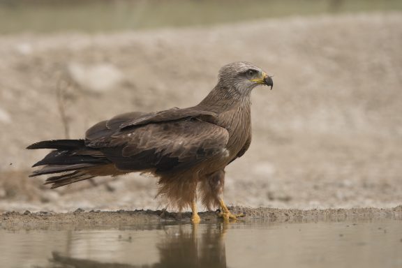 Zwarte wouw