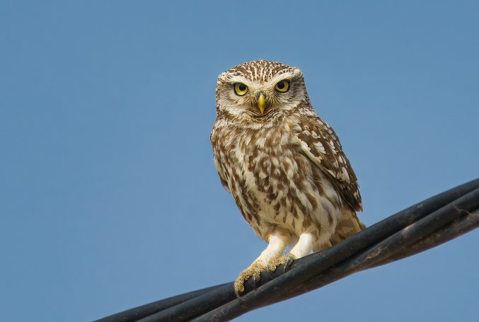 Uilen (Strigiformes)