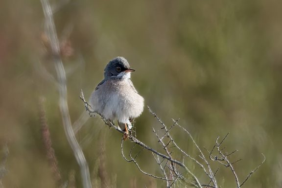 Brilgrasmus