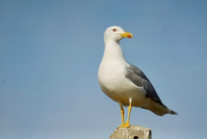 Steltlopers, Meeuwen, Sterns (Charadriiformes)