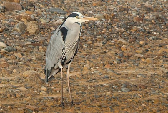 Blauwe reiger