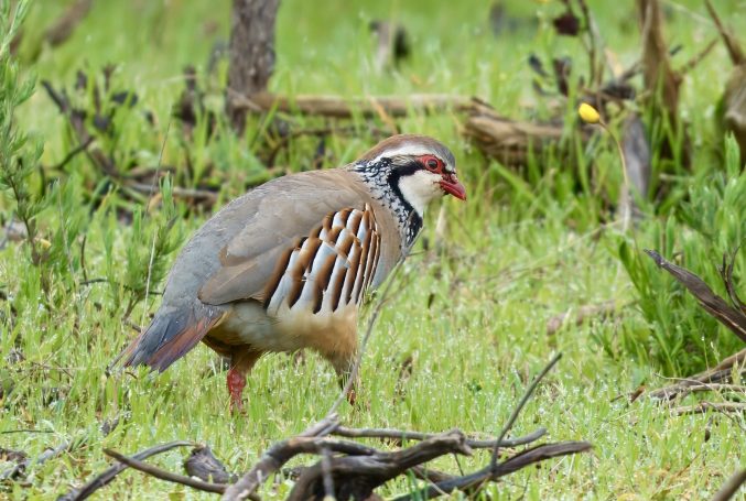 Fazanten, Patrijzen (Galliformes)